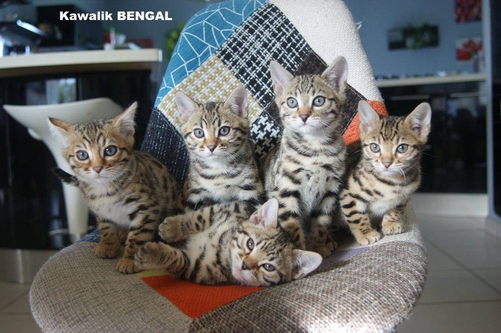 bengal kittens